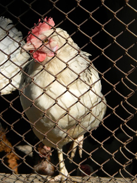 为一种新策 为一种新策